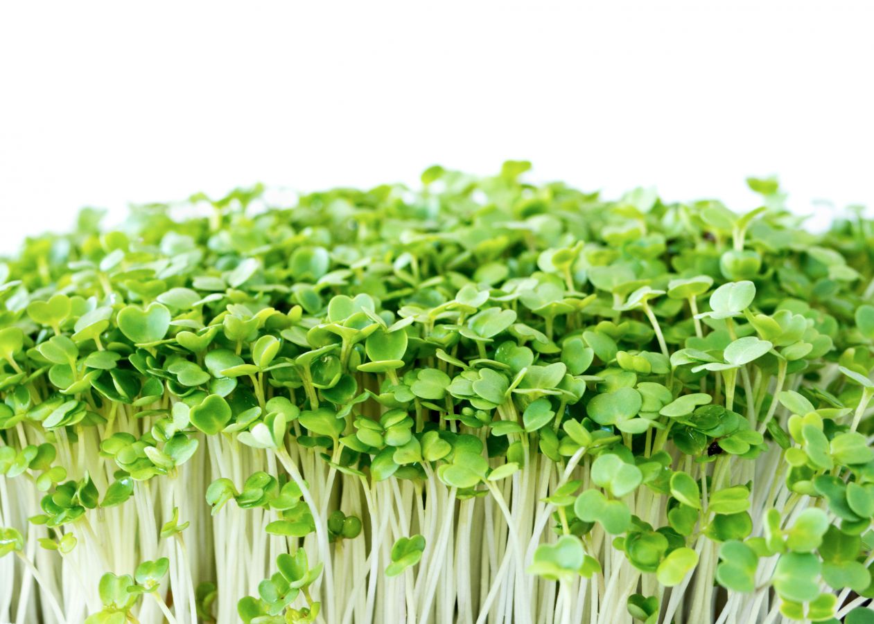 Microgreens by Green Matter